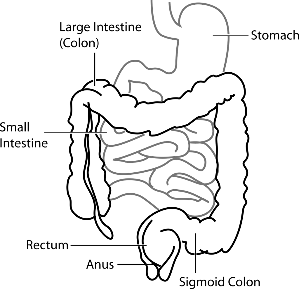 découvrez des conseils et astuces pour améliorer votre digestion naturellement et favoriser un bien-être intestinal optimal.
