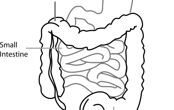 découvrez des conseils et astuces pour améliorer votre digestion naturellement et favoriser un bien-être intestinal optimal.