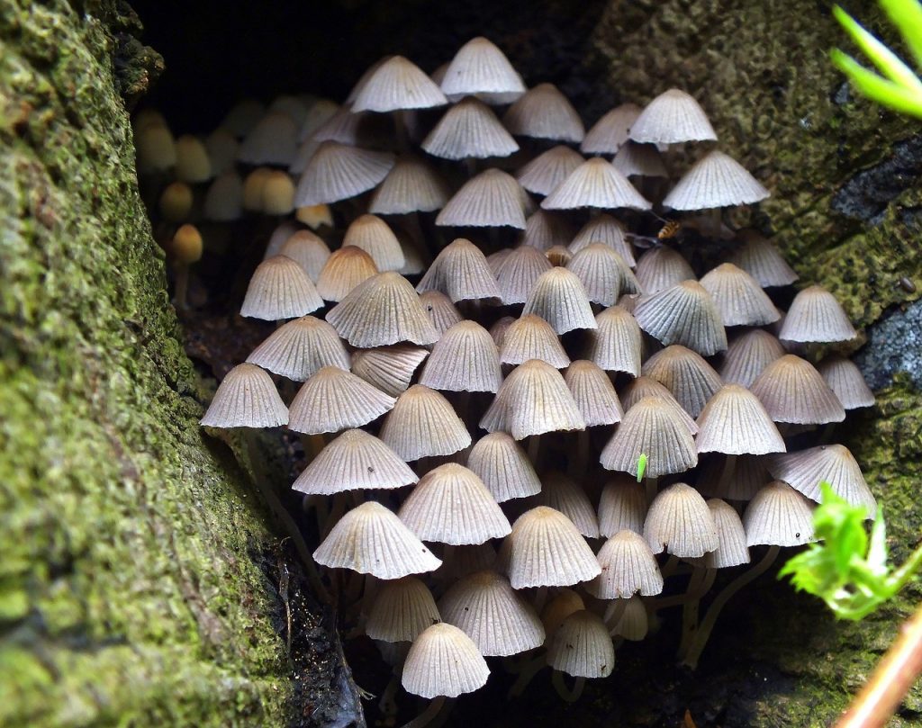 découvrez tout sur le métabolisme : processus biochimiques, rôle dans la transformation des aliments en énergie, et conseils pour l'optimiser au quotidien.