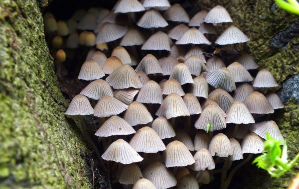 découvrez tout sur le métabolisme : processus biochimiques, rôle dans la transformation des aliments en énergie, et conseils pour l'optimiser au quotidien.