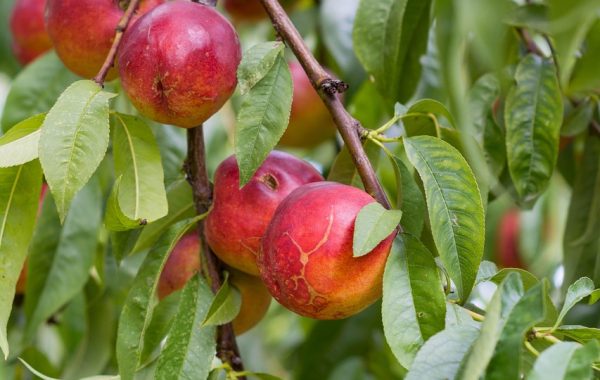 découvrez le nombre de calories dans une nectarine et ses bienfaits nutritionnels pour une alimentation équilibrée.