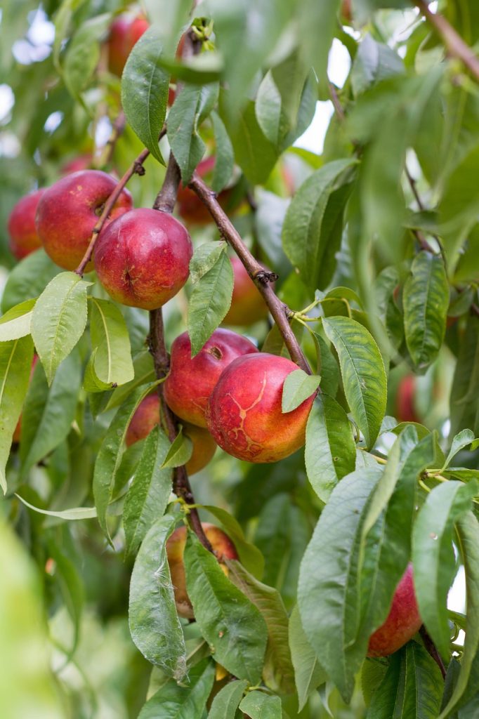 découvrez le nombre de calories dans une nectarine et ses bienfaits nutritionnels pour une alimentation équilibrée.