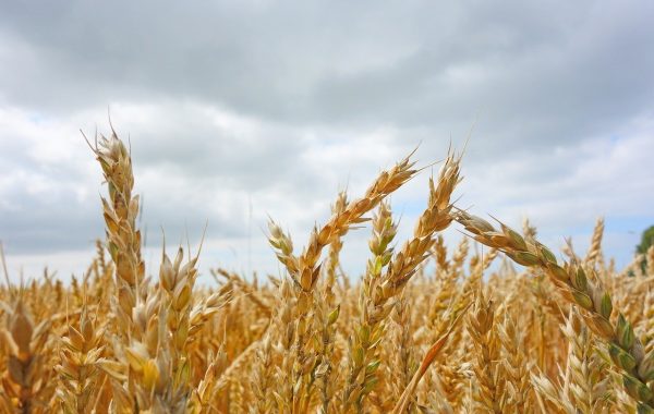 découvrez les bienfaits de la protéine d'avoine, une source végétale riche en nutriments, idéale pour une alimentation saine et équilibrée.
