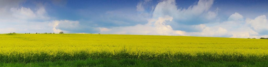 découvrez tout sur les graines oléagineuses : variétés, utilisations, bienfaits nutritifs et conseils de culture pour optimiser votre production agricole.