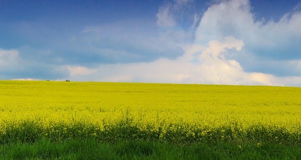 découvrez tout sur les graines oléagineuses : variétés, utilisations, bienfaits nutritifs et conseils de culture pour optimiser votre production agricole.