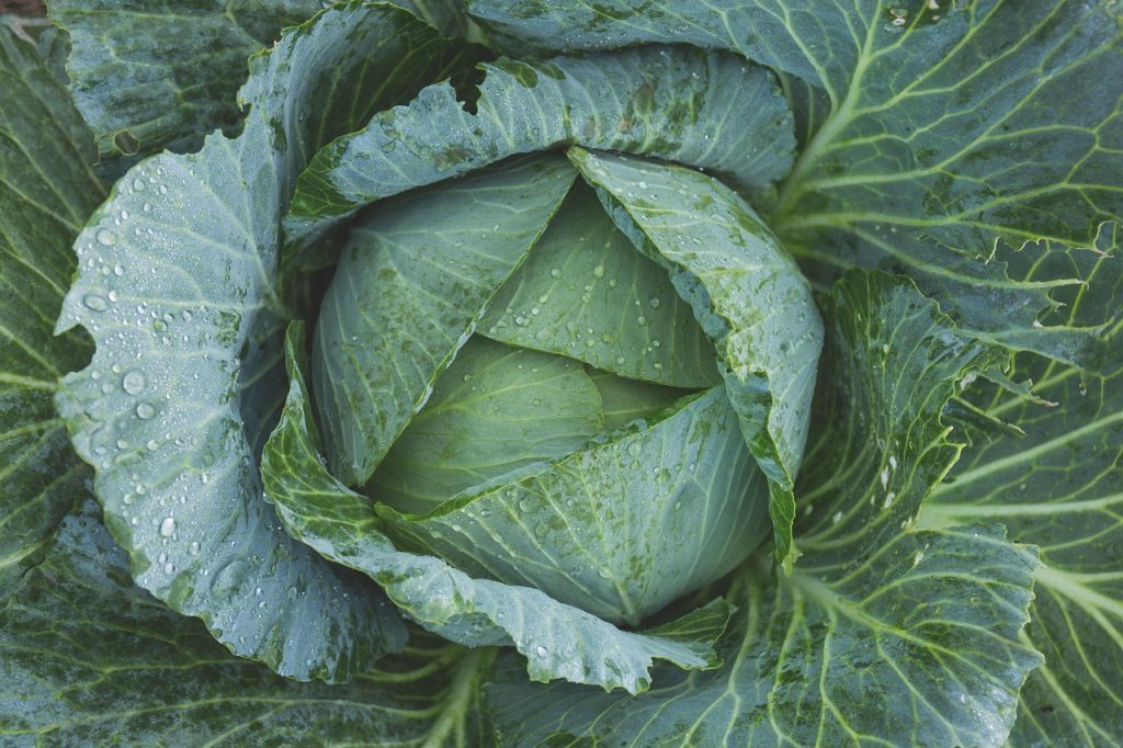 découvrez les bienfaits des légumes verts, riches en vitamines et minéraux essentiels pour une alimentation saine et équilibrée.