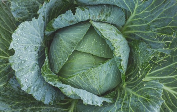 découvrez les bienfaits des légumes verts, riches en vitamines et minéraux essentiels pour une alimentation saine et équilibrée.