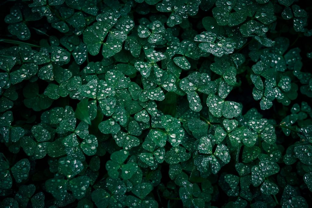 découvrez un jardin luxuriant où la nature s'épanouit avec une végétation dense et verdoyante pour un cadre paisible et enchanteur.