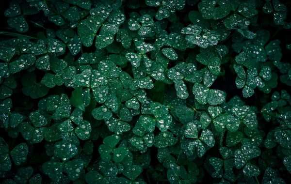 découvrez un jardin luxuriant où la nature s'épanouit avec une végétation dense et verdoyante pour un cadre paisible et enchanteur.