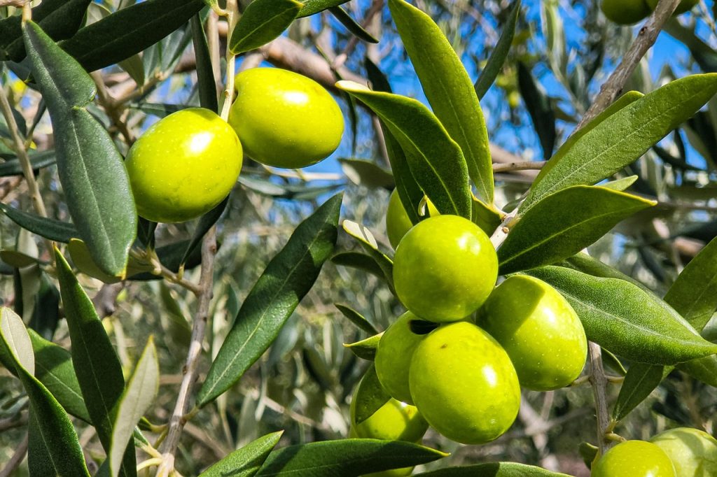 découvrez les bienfaits de la diète méditerranéenne, un mode d'alimentation sain basé sur les légumes, les fruits, l'huile d'olive, les céréales complètes et les poissons pour une meilleure santé et un bien-être durable.