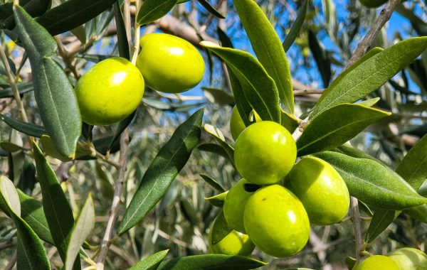 découvrez les bienfaits de la diète méditerranéenne, un mode d'alimentation sain basé sur les légumes, les fruits, l'huile d'olive, les céréales complètes et les poissons pour une meilleure santé et un bien-être durable.