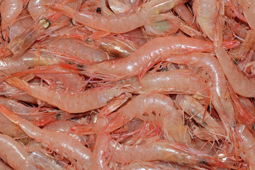 découvrez des alternatives végétariennes au poisson, savoureuses et nutritives, idéales pour un régime sans produits d'origine animale.