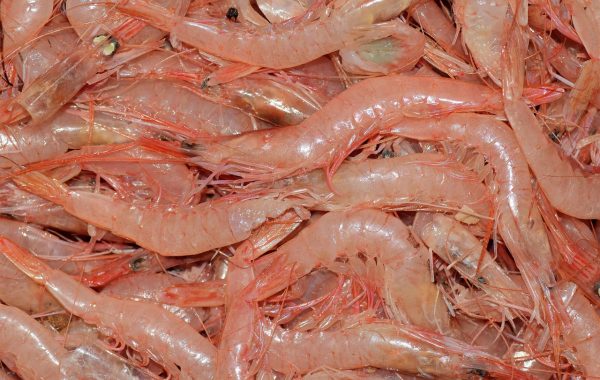 découvrez des alternatives végétariennes au poisson, savoureuses et nutritives, idéales pour un régime sans produits d'origine animale.