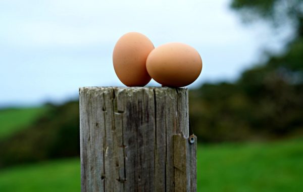 découvrez energy nutrition, votre expert en compléments alimentaires pour booster votre énergie et optimiser vos performances au quotidien.