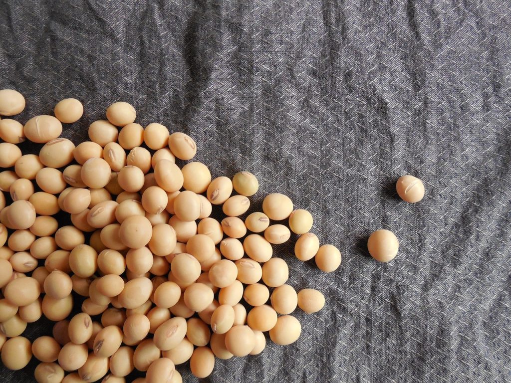 découvrez les protéines d'origine végétale, une alternative saine et durable pour une alimentation équilibrée et respectueuse de l'environnement.