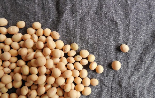 découvrez les protéines d'origine végétale, une alternative saine et durable pour une alimentation équilibrée et respectueuse de l'environnement.