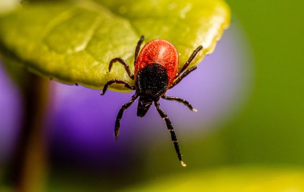 découvrez tout ce qu'il faut savoir sur les œufs de tiques : identification, risques pour la santé, prévention et méthodes d'élimination efficaces.