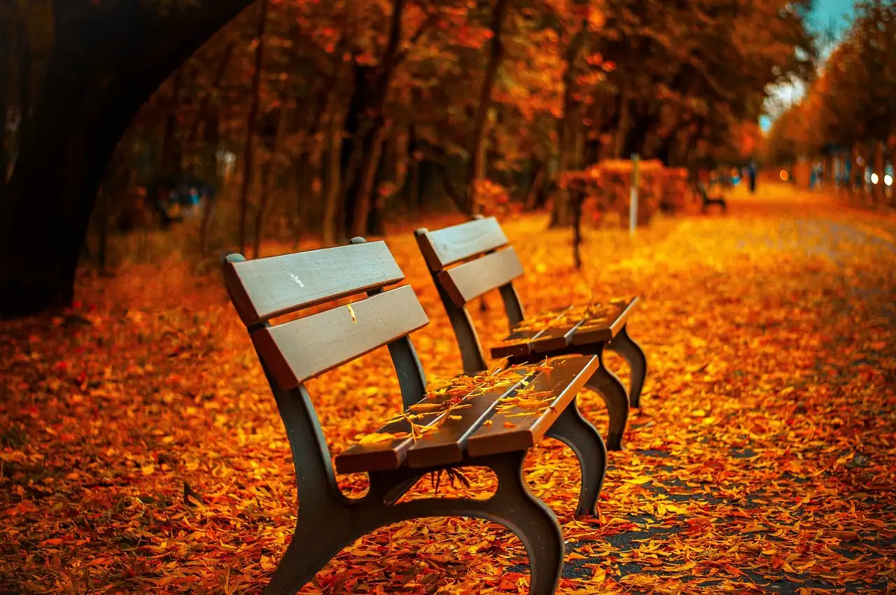 Deux bancs de parc en bois couverts de feuilles mortes dans une allée d'automne aux couleurs orangées