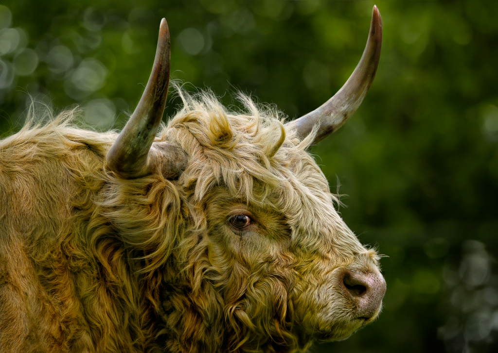 découvrez la gélatine bovine, ses propriétés, ses usages en cuisine et dans l’industrie, ainsi que les critères pour bien la choisir.