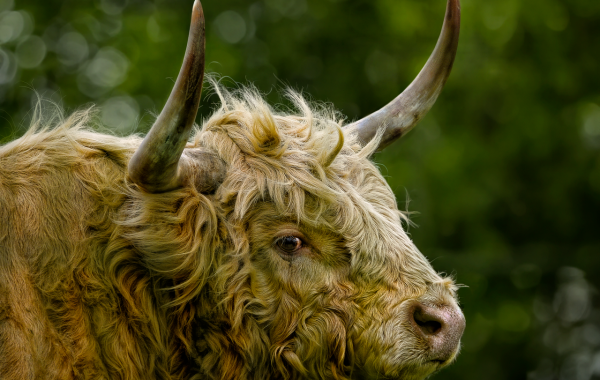 découvrez la gélatine bovine, ses propriétés, ses usages en cuisine et dans l’industrie, ainsi que les critères pour bien la choisir.