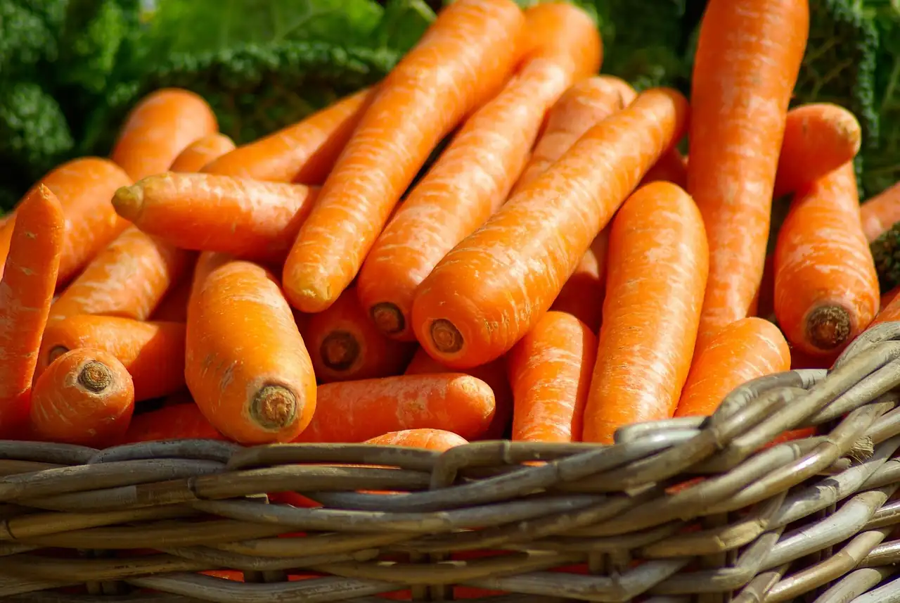 Carottes fraîches entassées dans un panier en osier devant un chou frisé