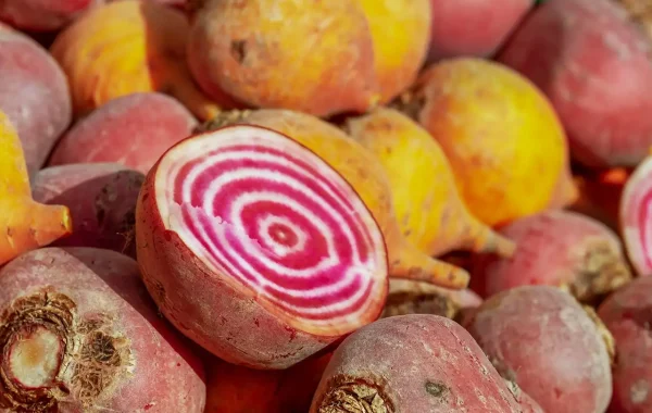 Betteraves Chioggia et jaunes sur un étal, l'une coupée en deux montre ses anneaux roses et blancs
