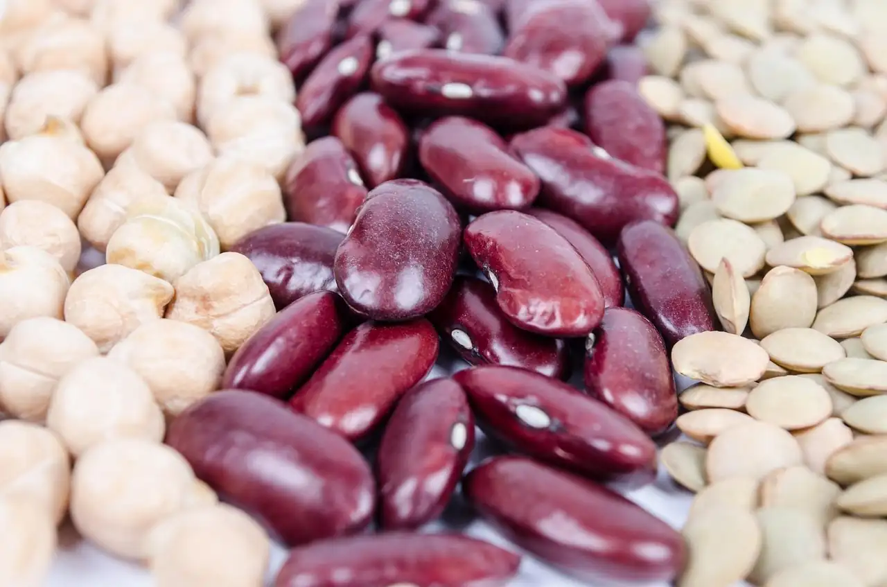 Pois chiches, haricots rouges et lentilles vertes crus rangés côte à côte