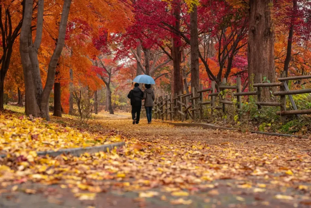 Couple marchant sous un parapluie bleu dans une allée couverte de feuilles d'érable rouges et orangées