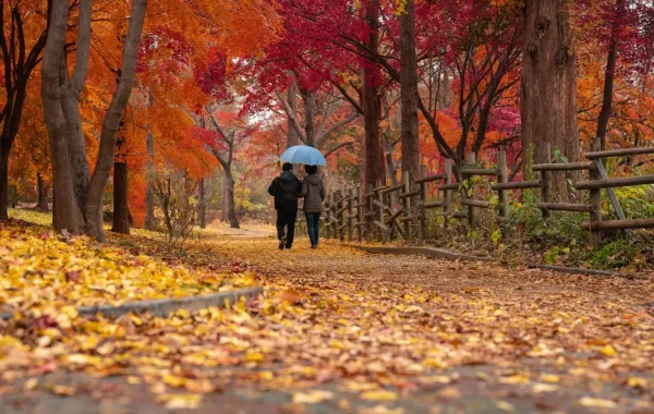 Couple marchant sous un parapluie bleu dans une allée couverte de feuilles d'érable rouges et orangées
