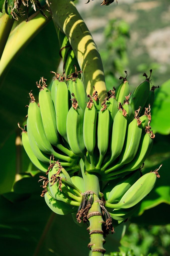 découvrez une recette de banana cake healthy, moelleux et gourmand, préparé avec des ingrédients simples pour une pause saine et savoureuse.