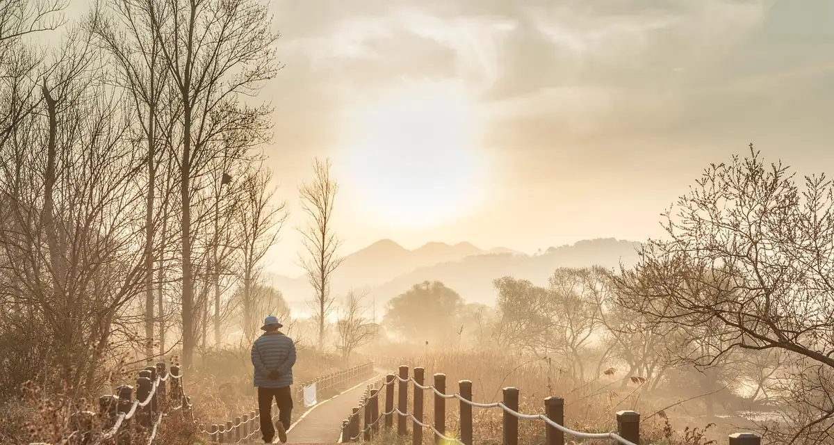 Promeneur avec un chapeau sur un chemin bordé d’arbres nus, dans la brume dorée du matin