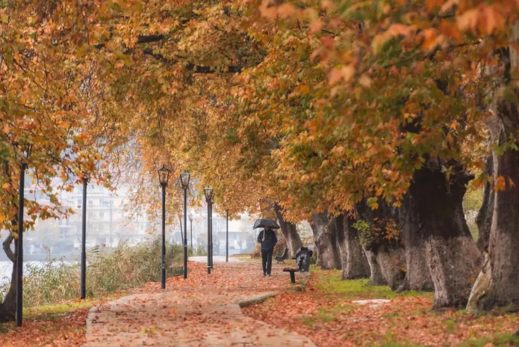 Promeneur sous un parapluie dans une allée bordée d'arbres aux feuilles orange d'automne