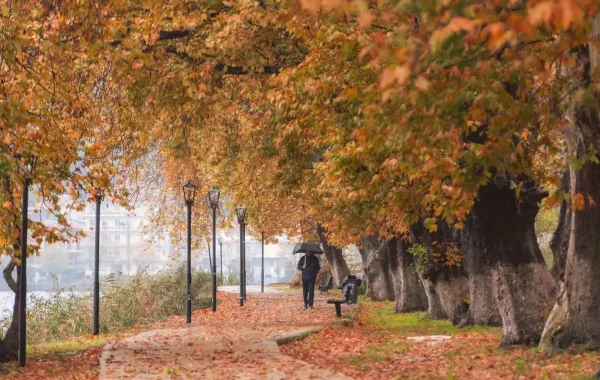 Promeneur sous un parapluie dans une allée bordée d'arbres aux feuilles orange d'automne