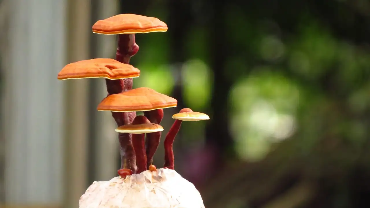 Reishi aux chapeaux orangés et pieds rouge laqué, cultivé sur un substrat blanc