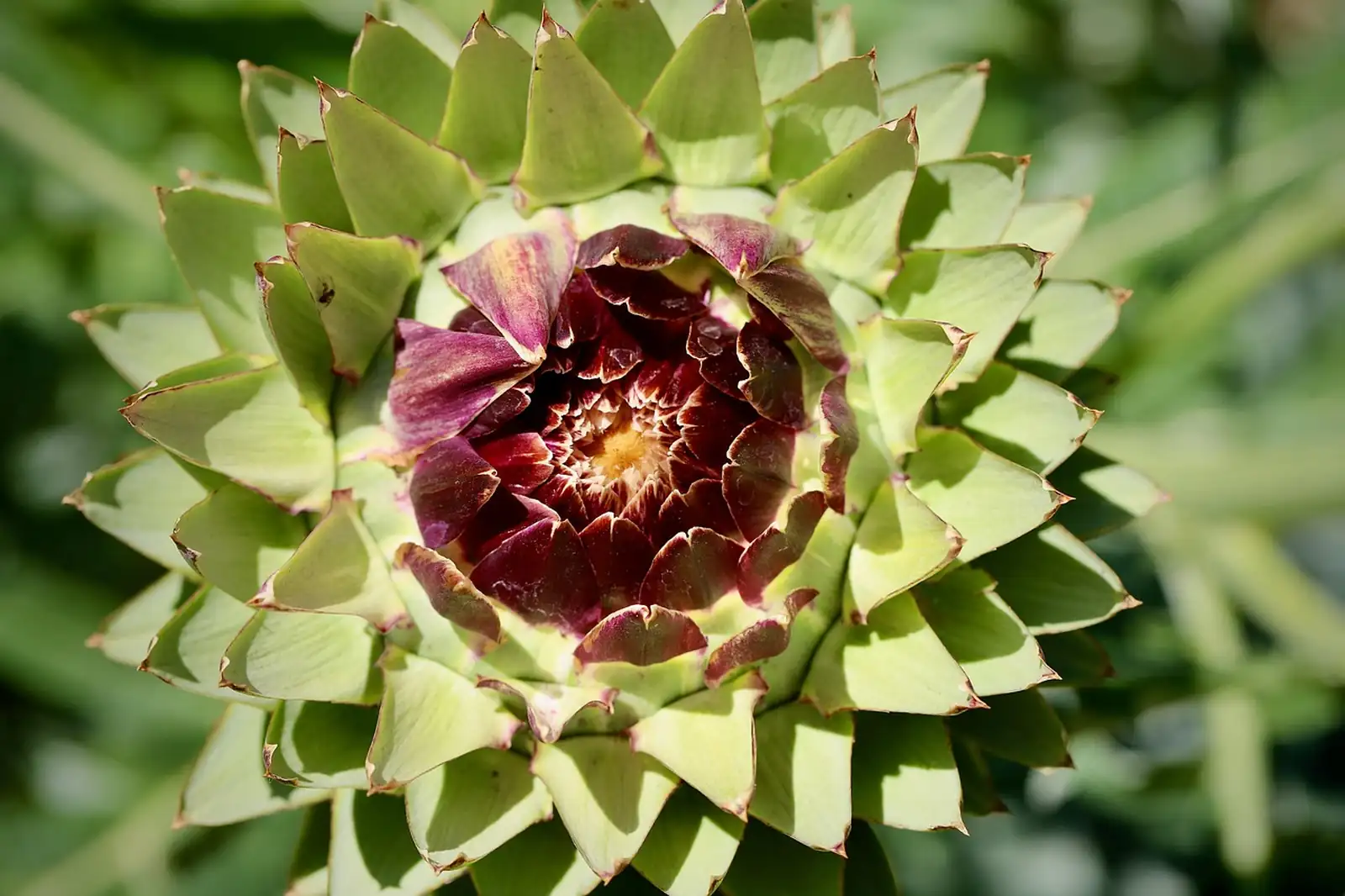 Tête d'artichaut ouverte au jardin, bractées vert pâle et cœur violet