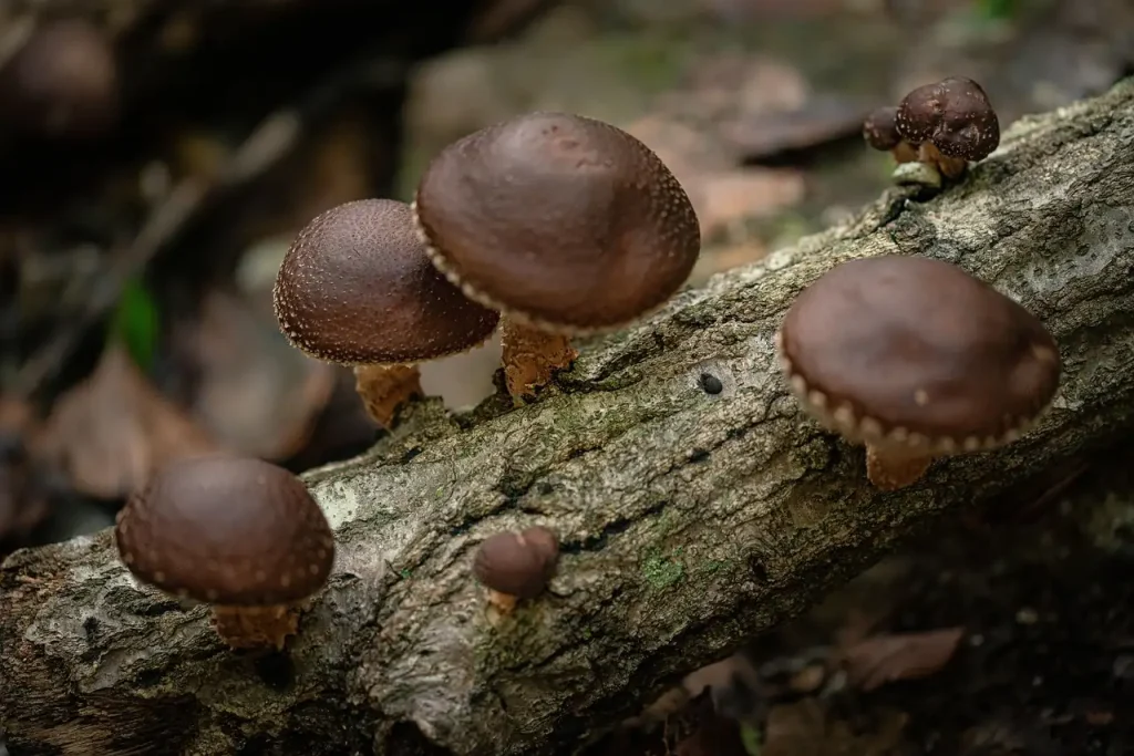 Champignons shiitaké à chapeau brun poussant sur une bûche moussue en sous-bois